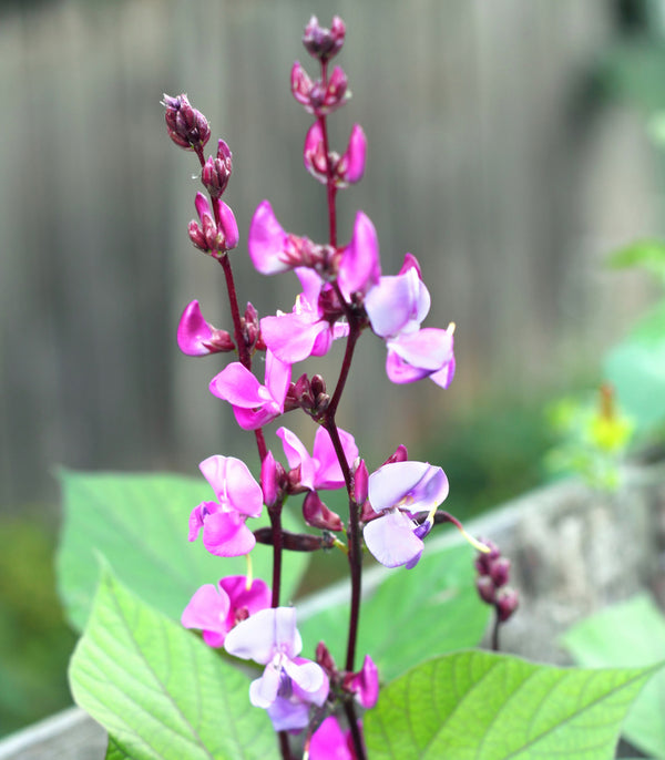 Hyacinth Bean